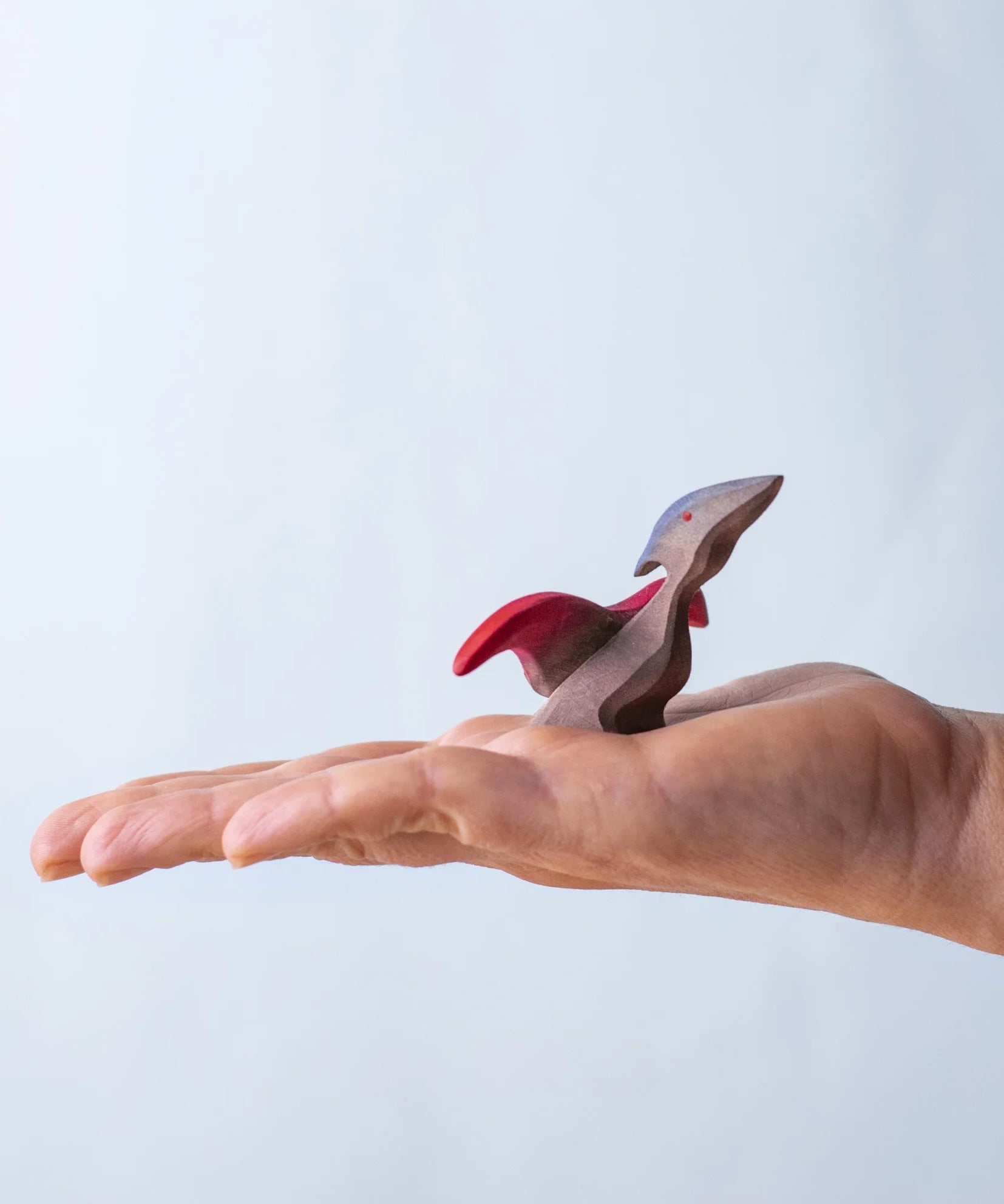 A Bumbu baby Pterandon in a child's hand.