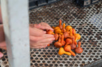 Close up of a child's hands reaching out to scoop up some Grapat wooden Waldorf mandala pumpkins