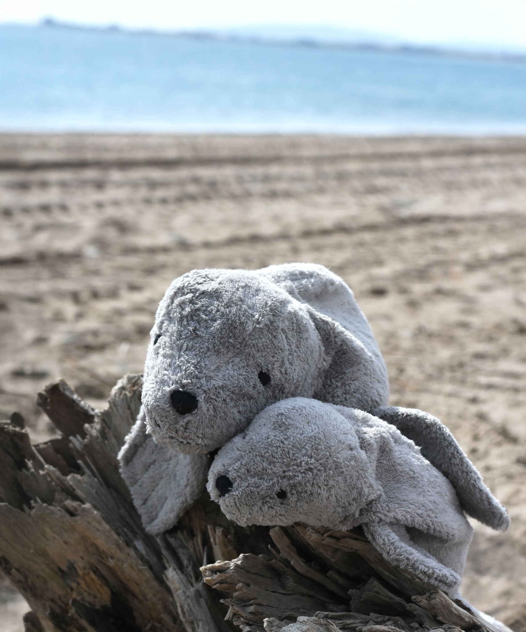 A large and small cuddly Senger grey seal placed on a trunk of driftwood on a beach, the sea can be seen in the background.