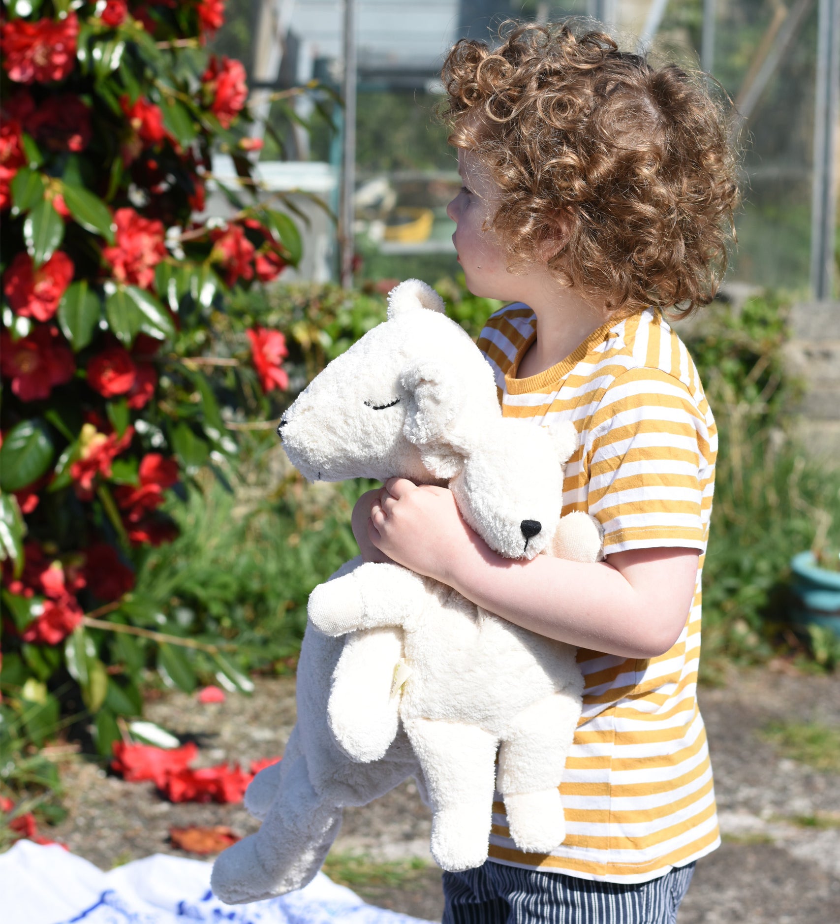 A little boy holding a mall and a large Senger organic cotton cuddly white teddy bear