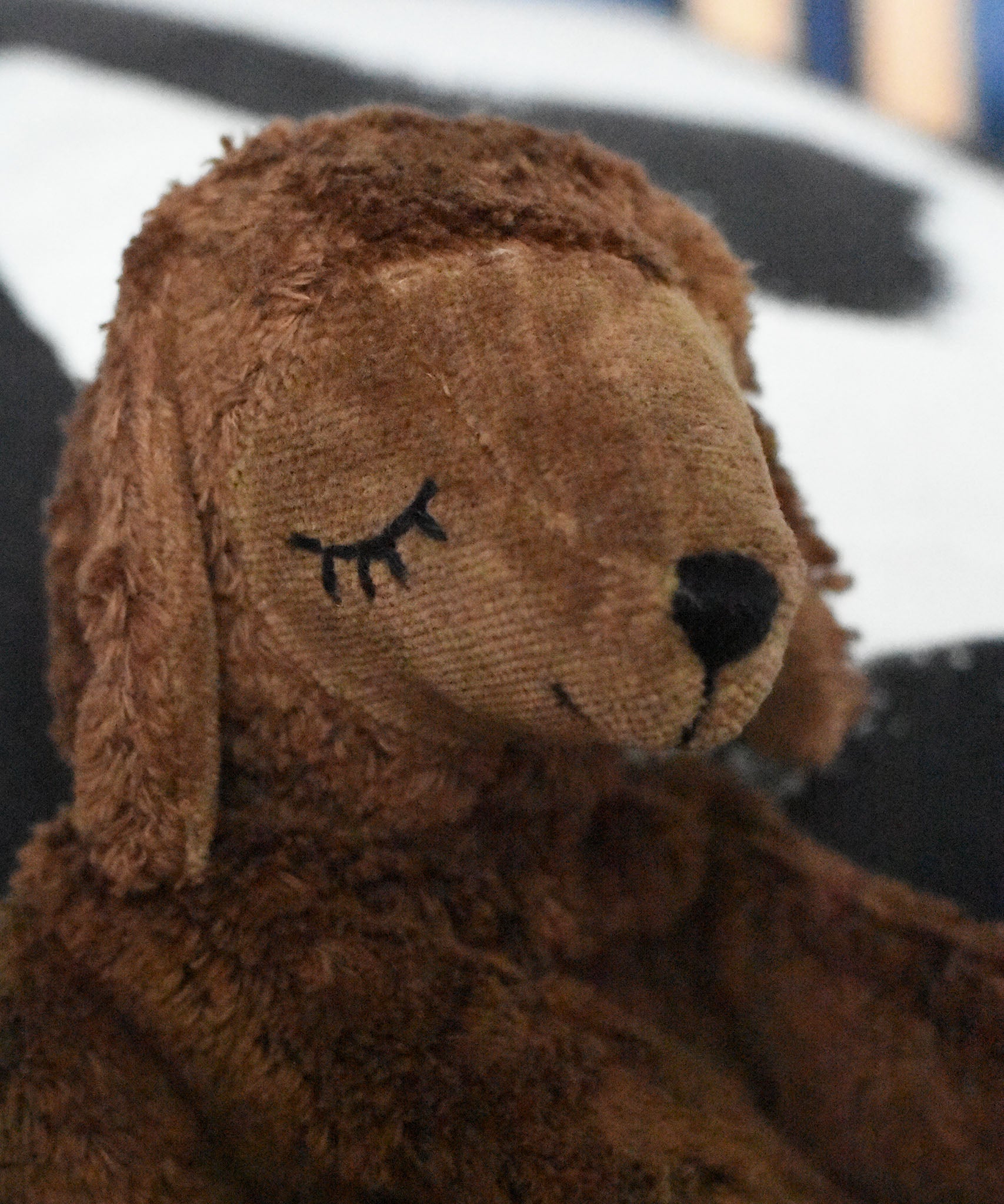 A close up showing the features on the face of the Senger small brown cuddly sheep.