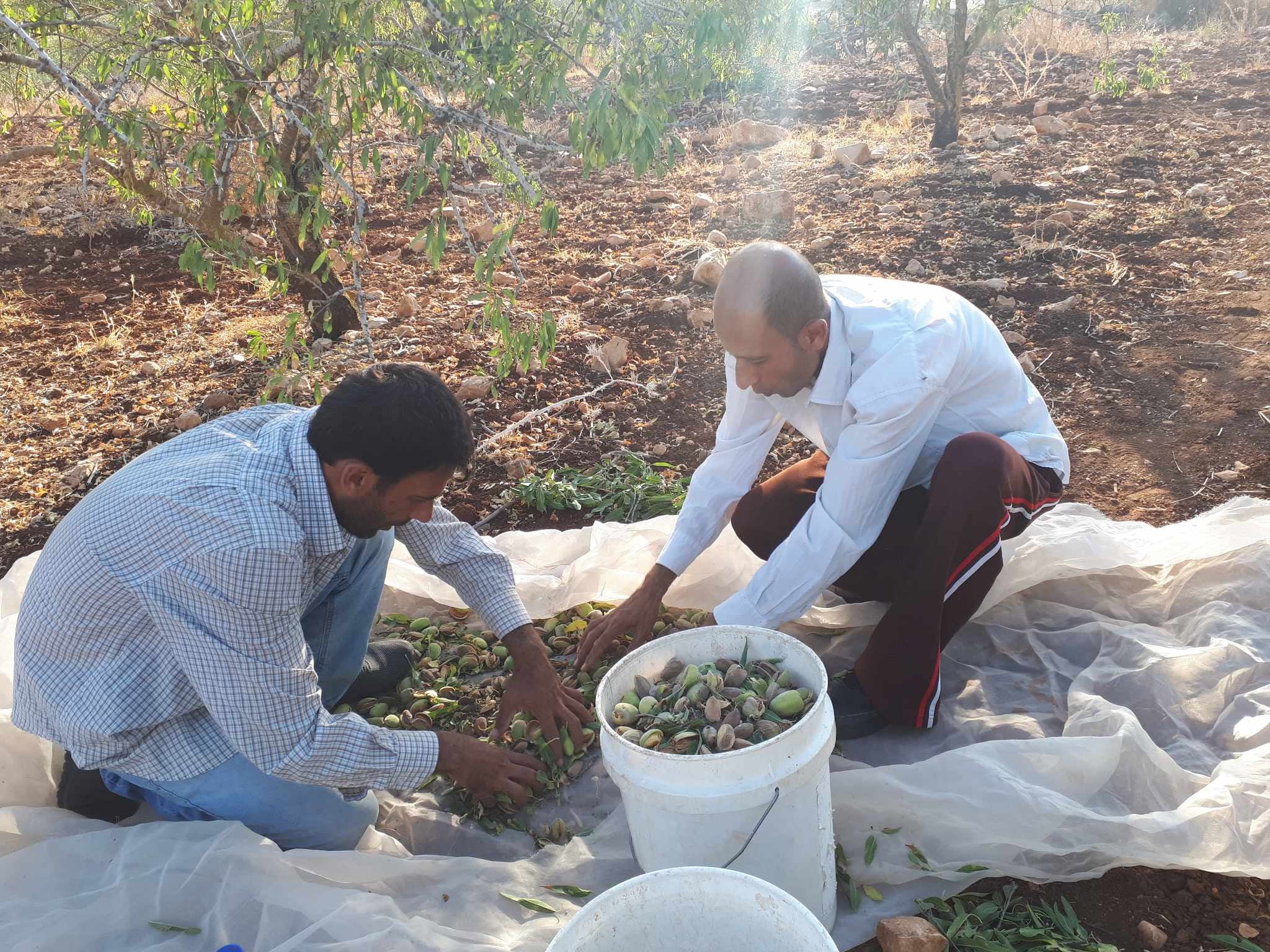 Majdi Ghannam lives in Aqqaba, south of Jenin and farms both olives and almonds. He works on his farm, and his brother’s, in addition to working as a teacher.