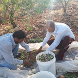 Majdi Ghannam lives in Aqqaba, south of Jenin and farms both olives and almonds. He works on his farm, and his brother’s, in addition to working as a teacher.