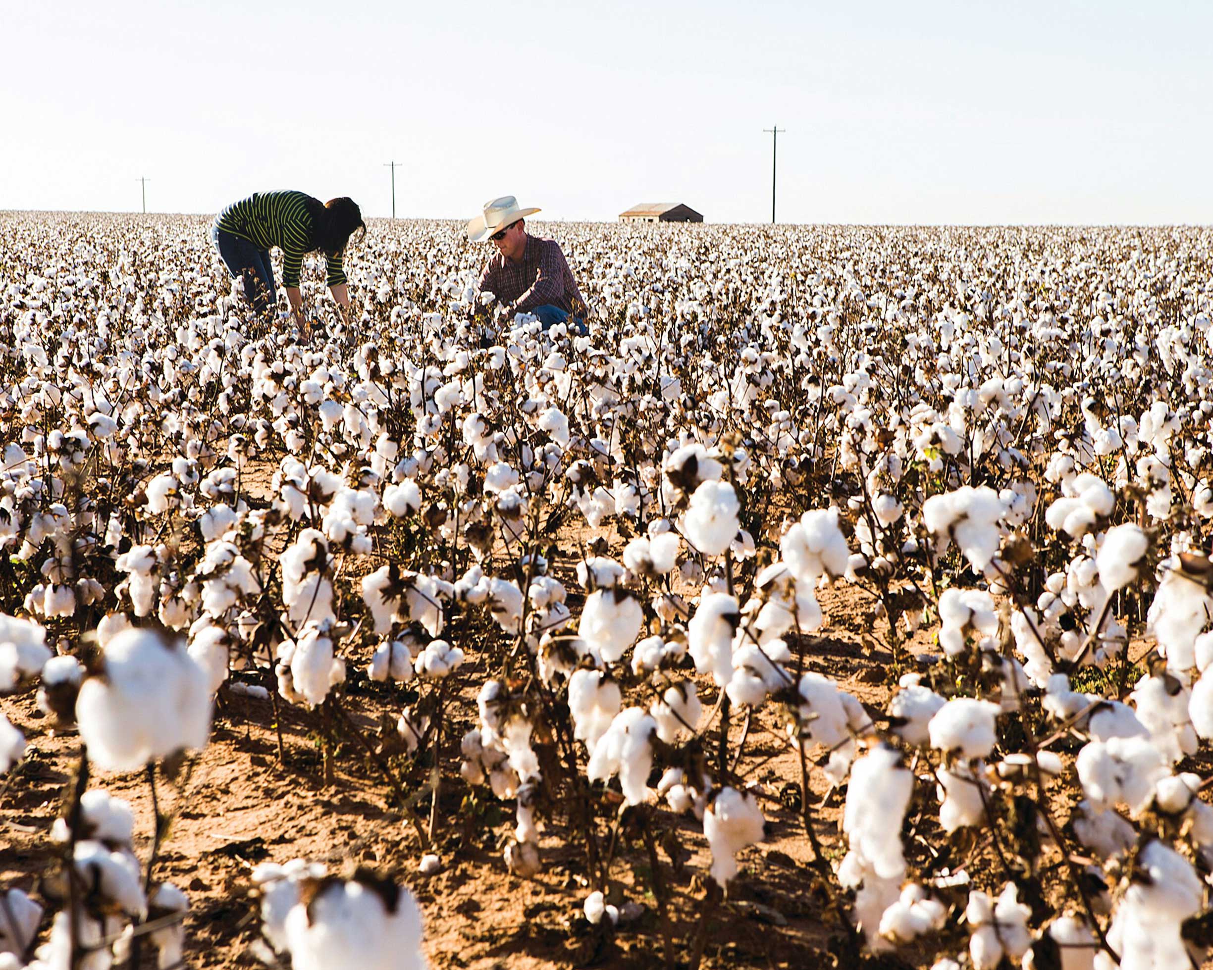 An image of a cotton field, two workers can be seen in the distance