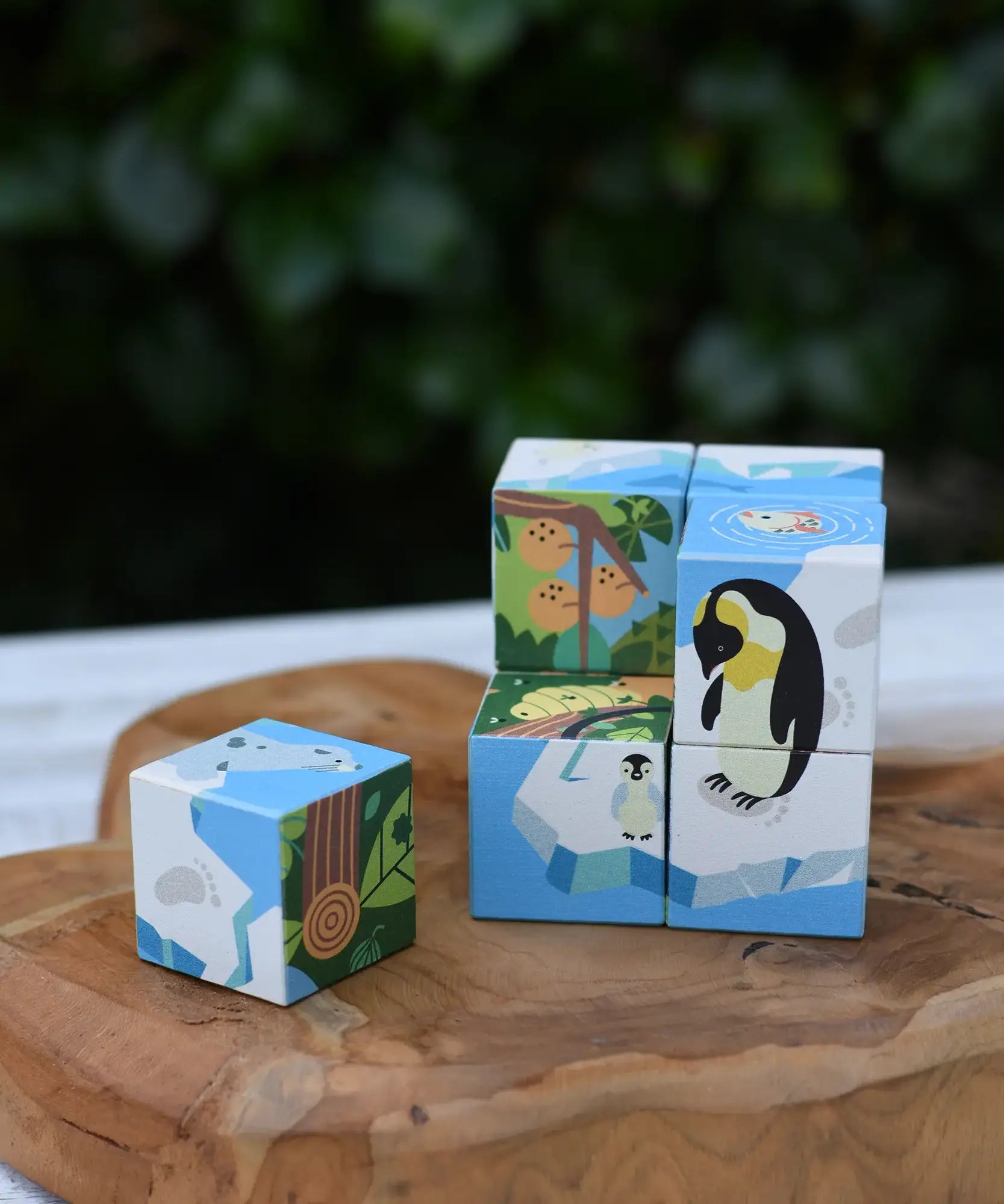 Bajo 2-in-1 polar jungle wooden cube block puzzle placed on a wooden surface with one block taken out of the cube.