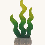 Bumbu wooden sugar kelp seaweed on a plain background.