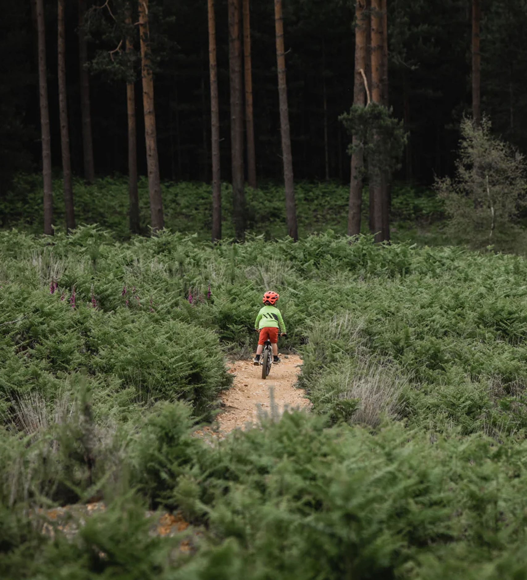 Child riding a bike through a path, with the dark forest in the background