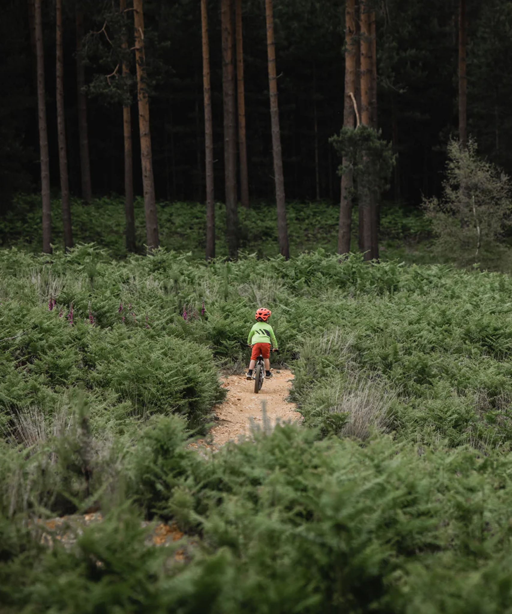 Child riding a bike through a path, with the dark forest in the background