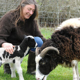 Jacob sheep and a small black and white lamb with a farmer