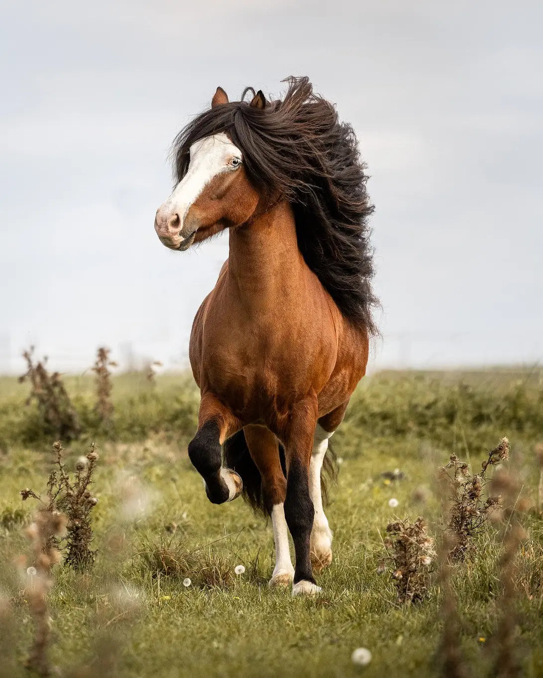 Horse that inspired Ostheimer Hrokur Iceland Horse wooden toy figure.