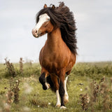 Horse that inspired Ostheimer Hrokur Iceland Horse wooden toy figure.