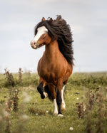 Horse that inspired Ostheimer Hrokur Iceland Horse wooden toy figure.