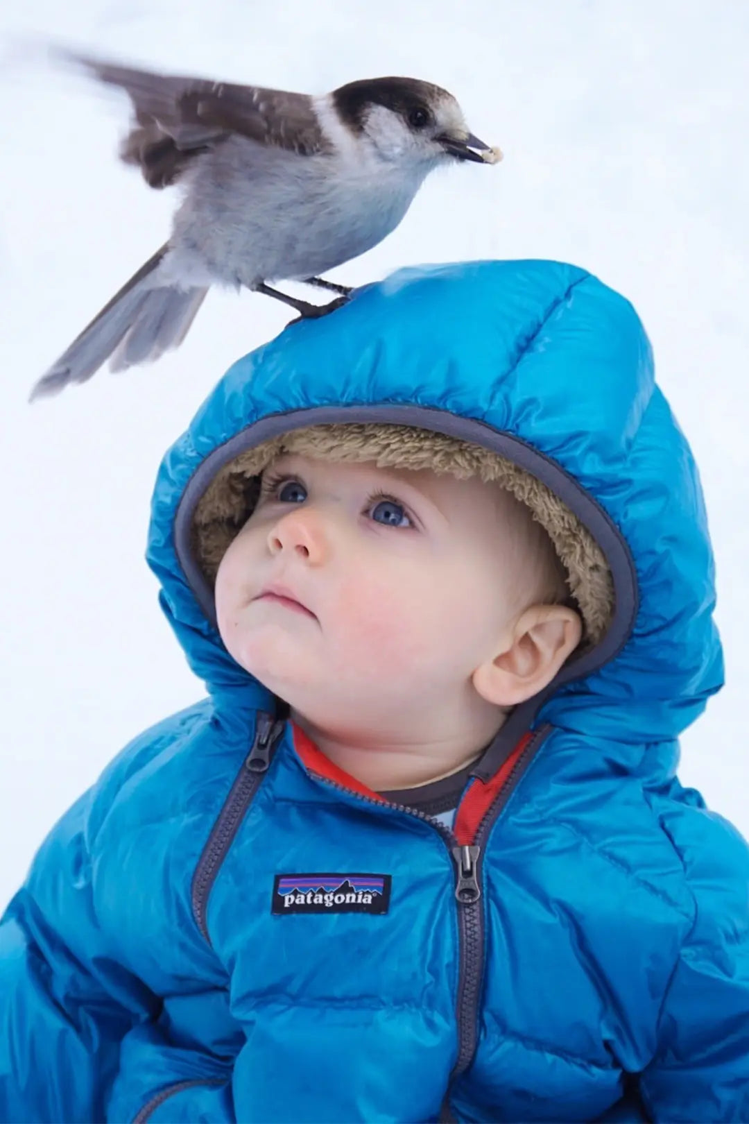 Patagonia shop UK at babipur. A baby wearing a bright blue Patagonia hooded winter jacket looks up while a small gray and brown bird perches on the hood. The background is a soft, out-of-focus white snowy setting.