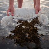 Hands holding the Senger Naturwelt small cuddly crab in a light beige colour by the shell above water