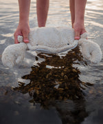 Hands holding the Senger Naturwelt small cuddly crab in a light beige colour by the shell above water