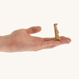 Light brown standing baby meerkat on a hand