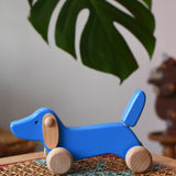 Bajo blue dachshund puppy placed on a rattan stool in the Babipur playroom. 