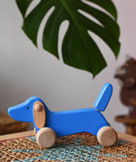 Bajo blue dachshund puppy placed on a rattan stool in the Babipur playroom. 