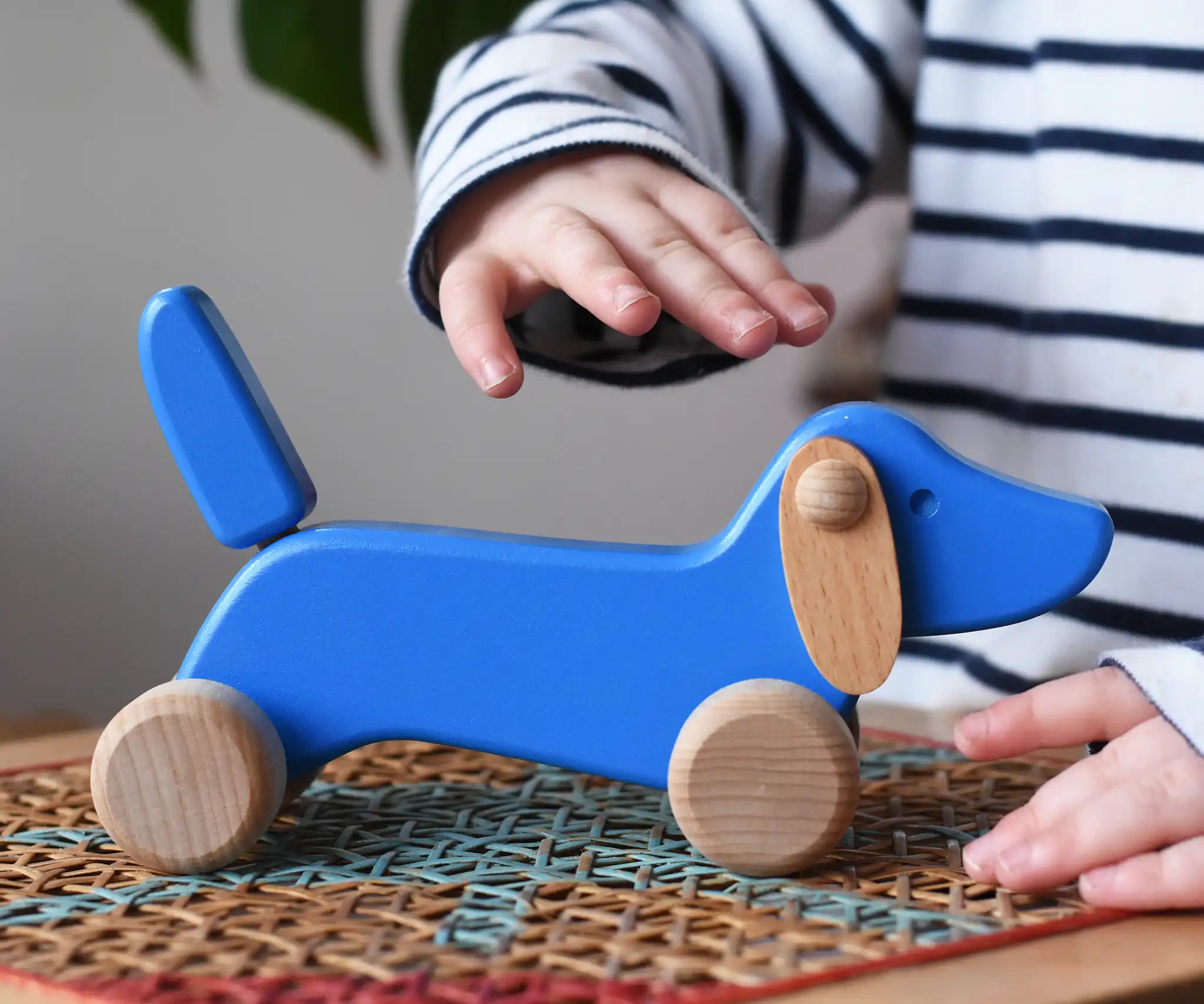 Bajo blue dachshund puppy being petted by a child in the Babipur playroom. 