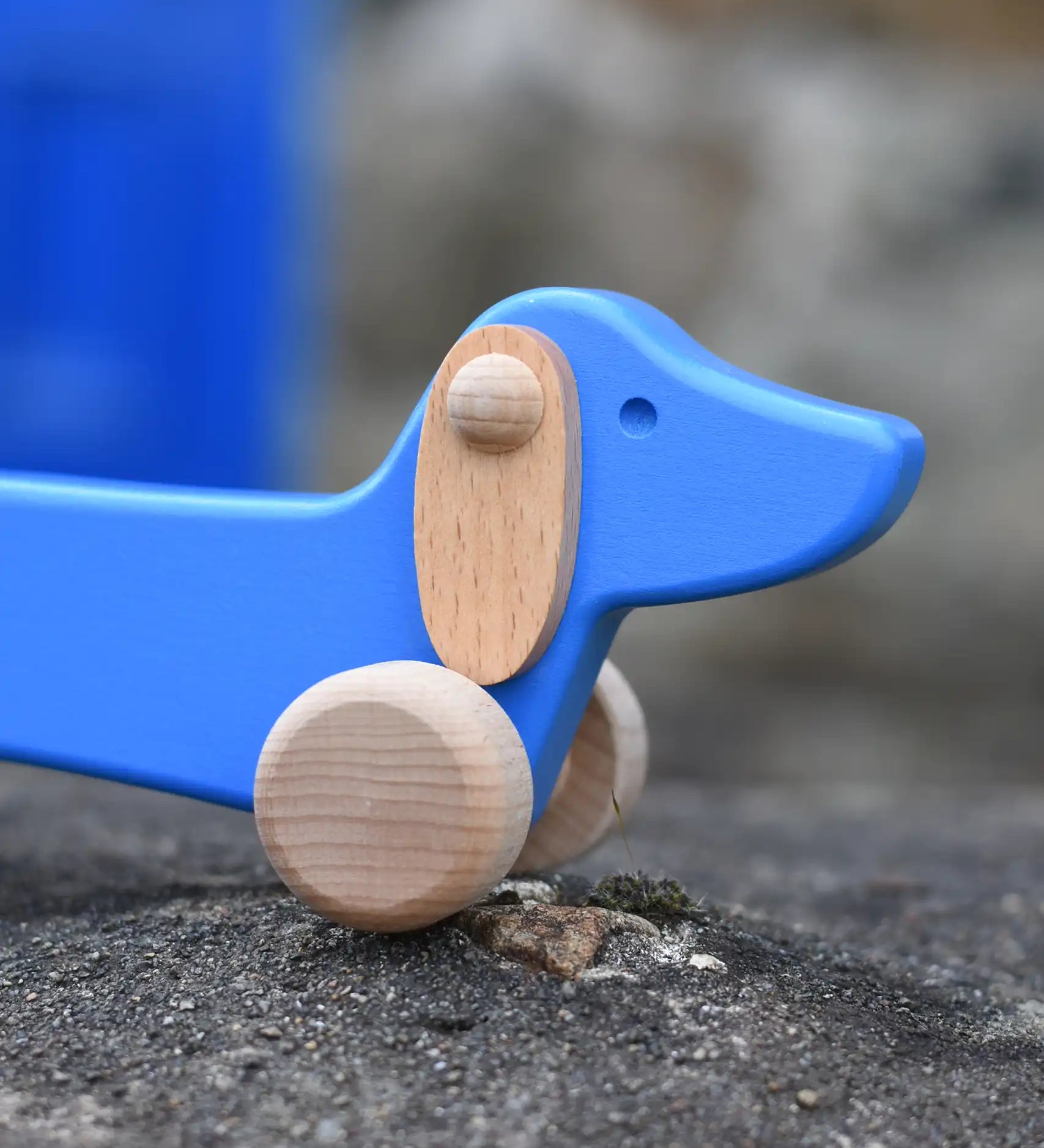 Close up of the natural wooden ears on the Bajo blue dachshund puppy placed on a stone wall outdoors. 