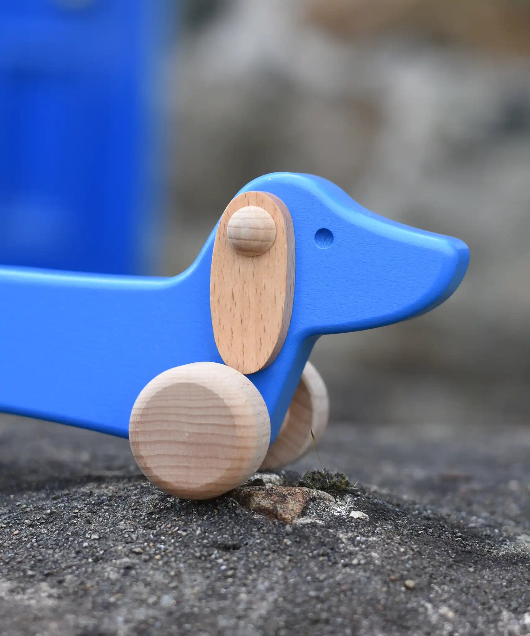 Close up of the natural wooden ears on the Bajo blue dachshund puppy placed on a stone wall outdoors. 