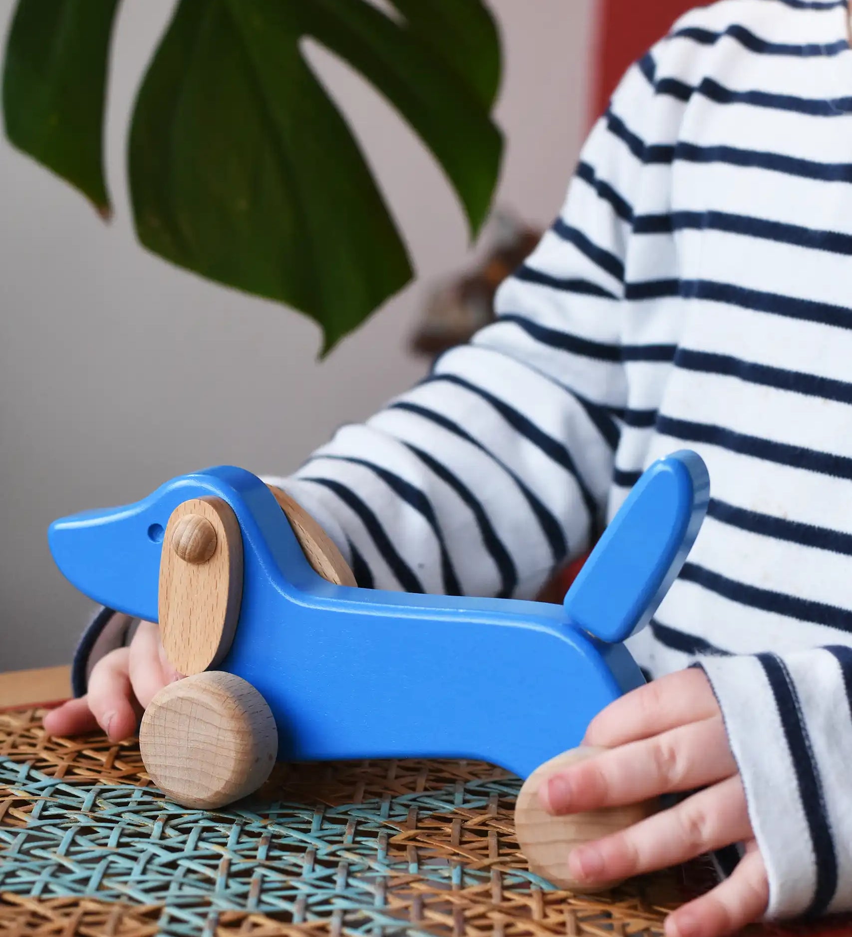 Bajo blue dachshund puppy in a child's hands in the Babipur playroom. 
