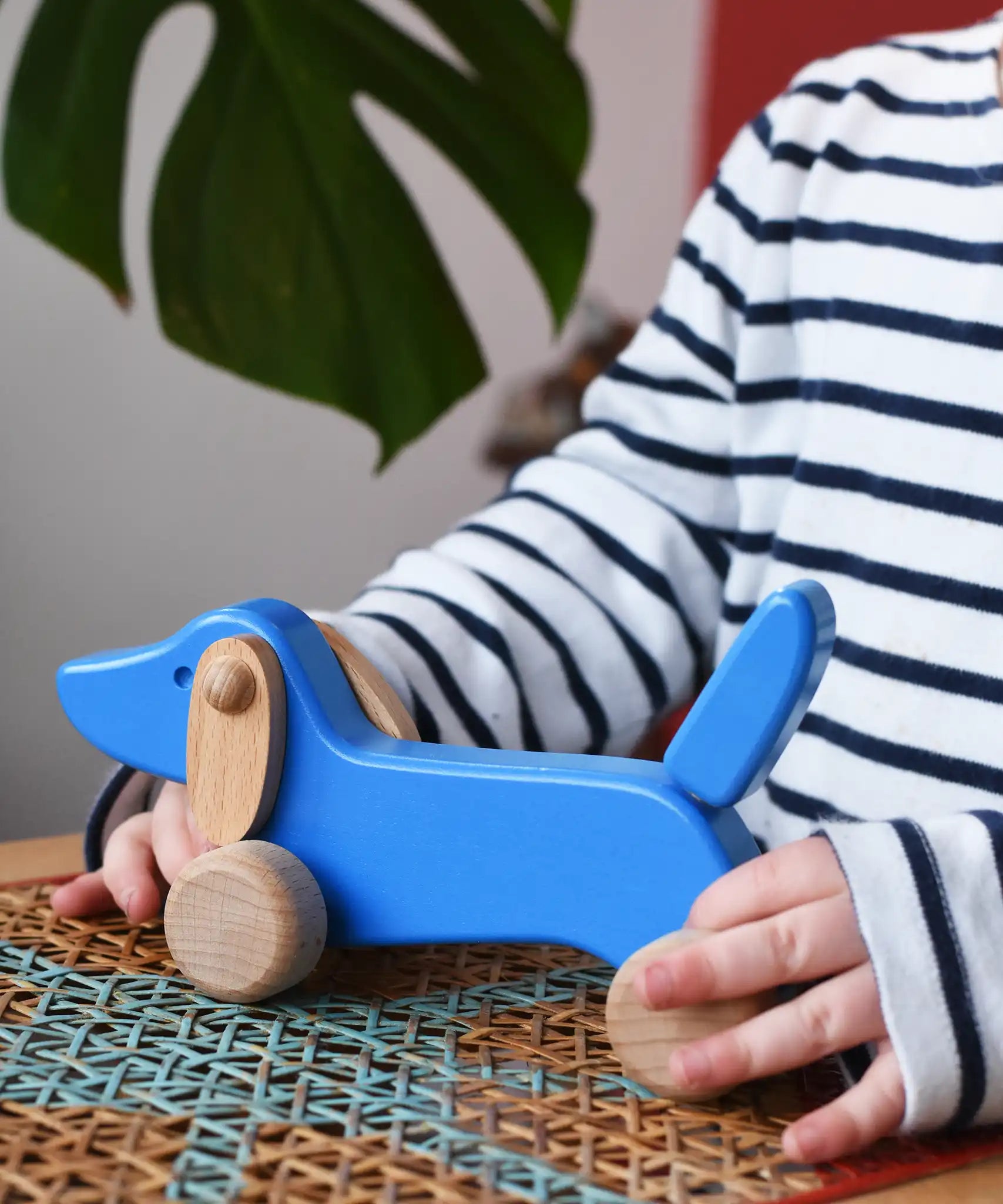Bajo blue dachshund puppy in a child's hands in the Babipur playroom. 