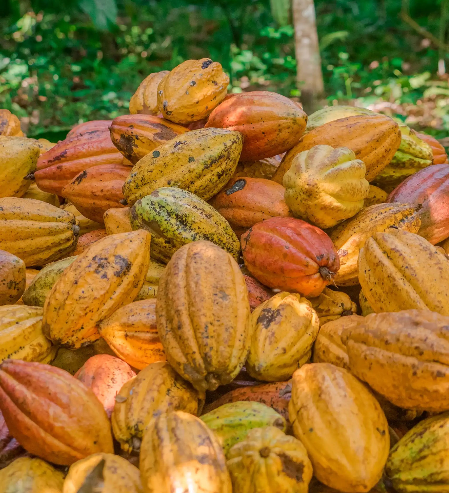 Pile of cacao pods in various shades of yellow and orange on the ground in a cacao farm for Ocelot chocolate.