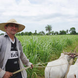 equal exchange cocoa farmer tending to crops 