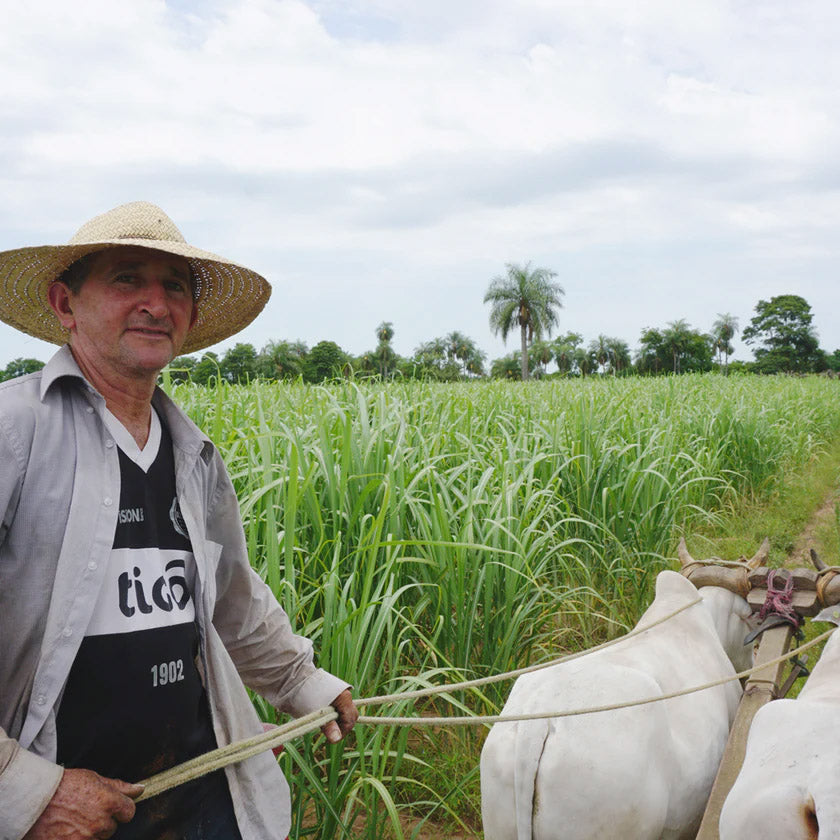 equal exchange cocoa farmer tending to crops 