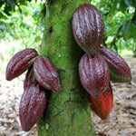 cocoa beans on a tree