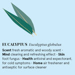 Infographic showing the main benefits of Eucalyptus essential oil.