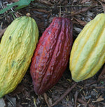 fair trade raw cocoa beans