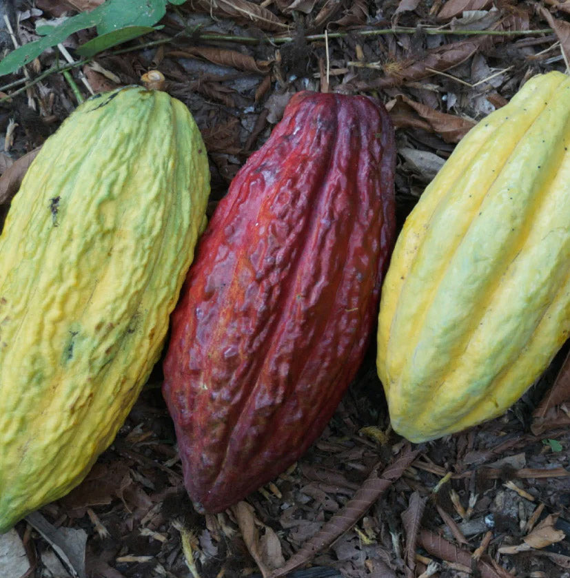 fair trade raw cocoa beans