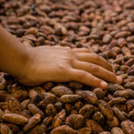 farmers hand on raw cocoa beans