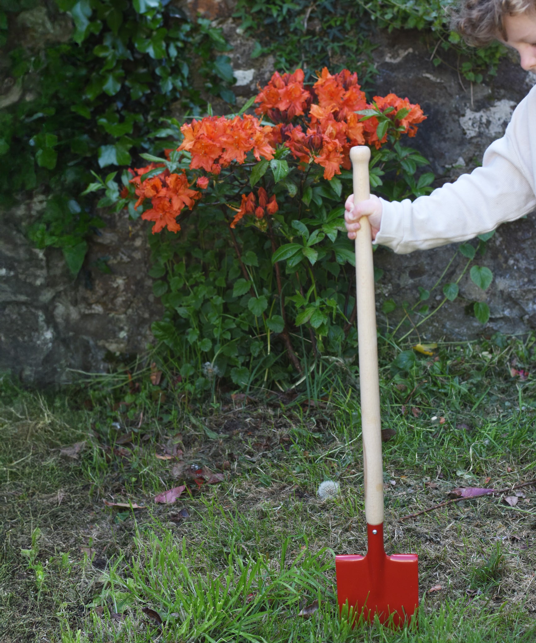 A child placing the Glückskäfer Red Metal Spade into a grassy surface on the ground.