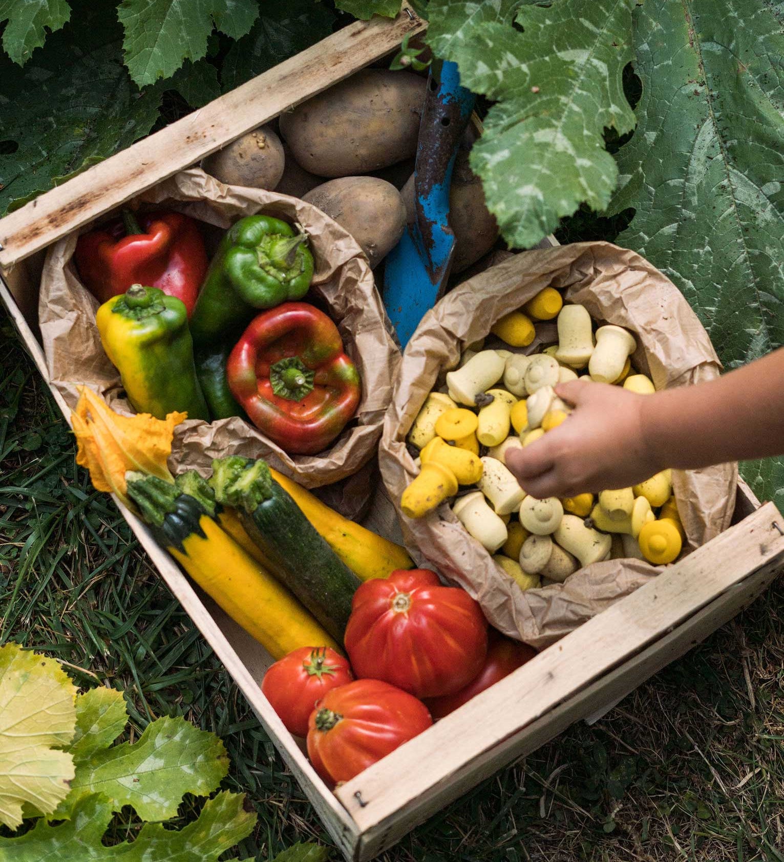 A child reaching for some Grapat yellow wooden Mandala Tulips 36x Pieces that have been placed in a paper bag. These wooden loose part toys are part of a wide range of open ended toys available at Babipur. 