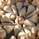 Close up of Grapat natural mandala pieces placed in a mandala. 