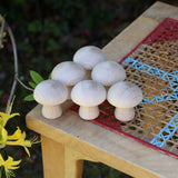 Grapat 6 Natural Mushrooms placed on a stooll outdoors. 