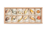 Grapat plastic-free wooden wild creature toys laid out in their wooden storage box on a white background