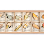 Grapat plastic-free wooden wild creature toys laid out in their wooden storage box on a white background