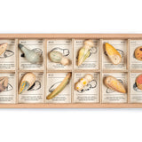 Grapat plastic-free wooden wild creature toys laid out in their wooden storage box on a white background