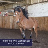 The real horse, Hrókur, that isnpired the storybook, Grapat mandala set, Ostheimer wooden figure, and Toverlux silhouette.