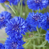 Kabloom Cornflower Power Seedbom