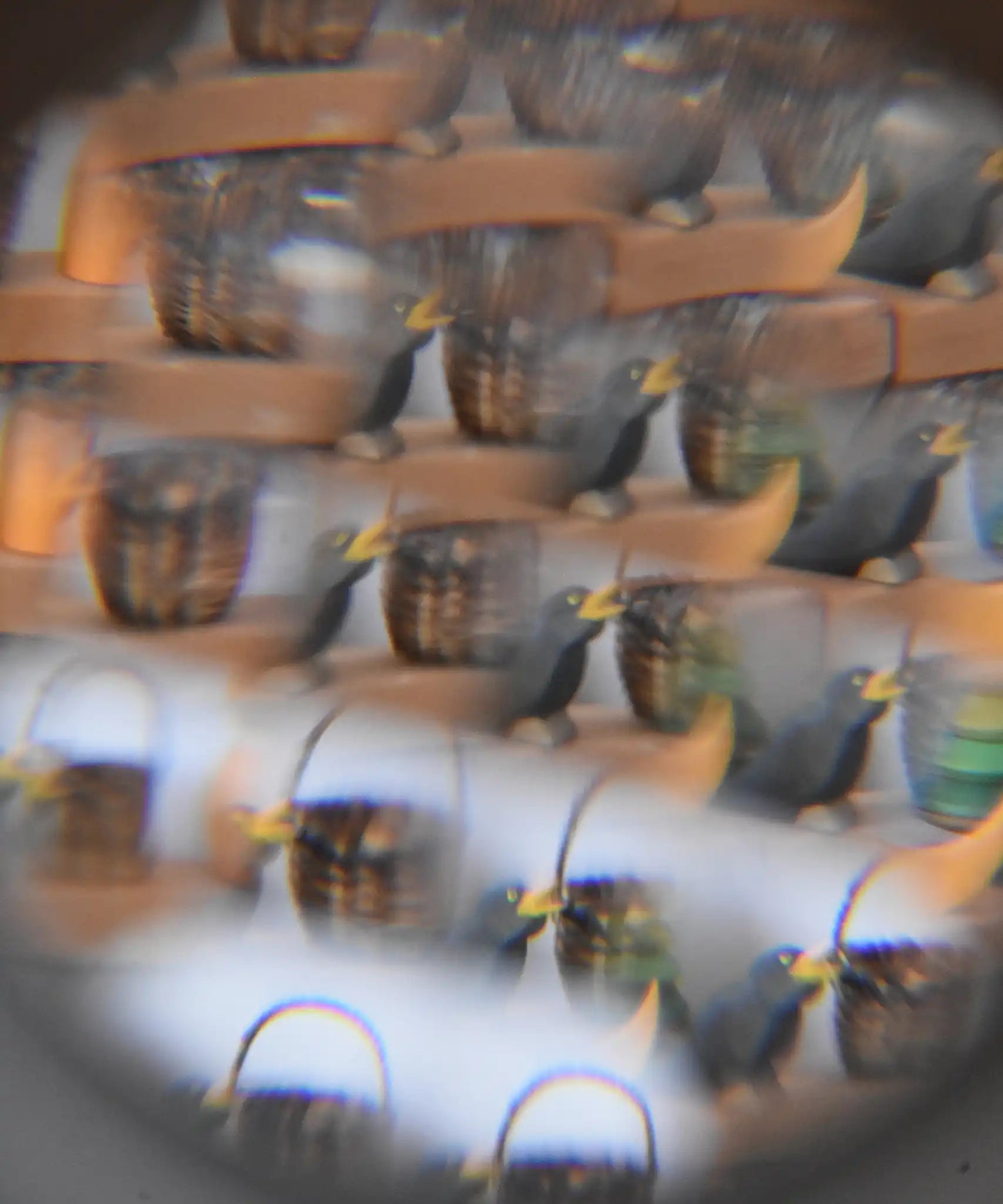 Mader Rainbow Kaleidoscope view through the lens of a an Ostheimer blackbird and a kraul basket. 