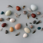 Erzi plastic free wooden egg toys scattered on a grey background next to some small feathers