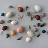 Erzi plastic free wooden egg toys scattered on a grey background next to some small feathers
