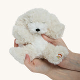 A soft white Olli Ella dinkum puppy in a pair of hands for scale on a cream background