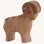 Ostheimer Brown Ram on a plain background. 