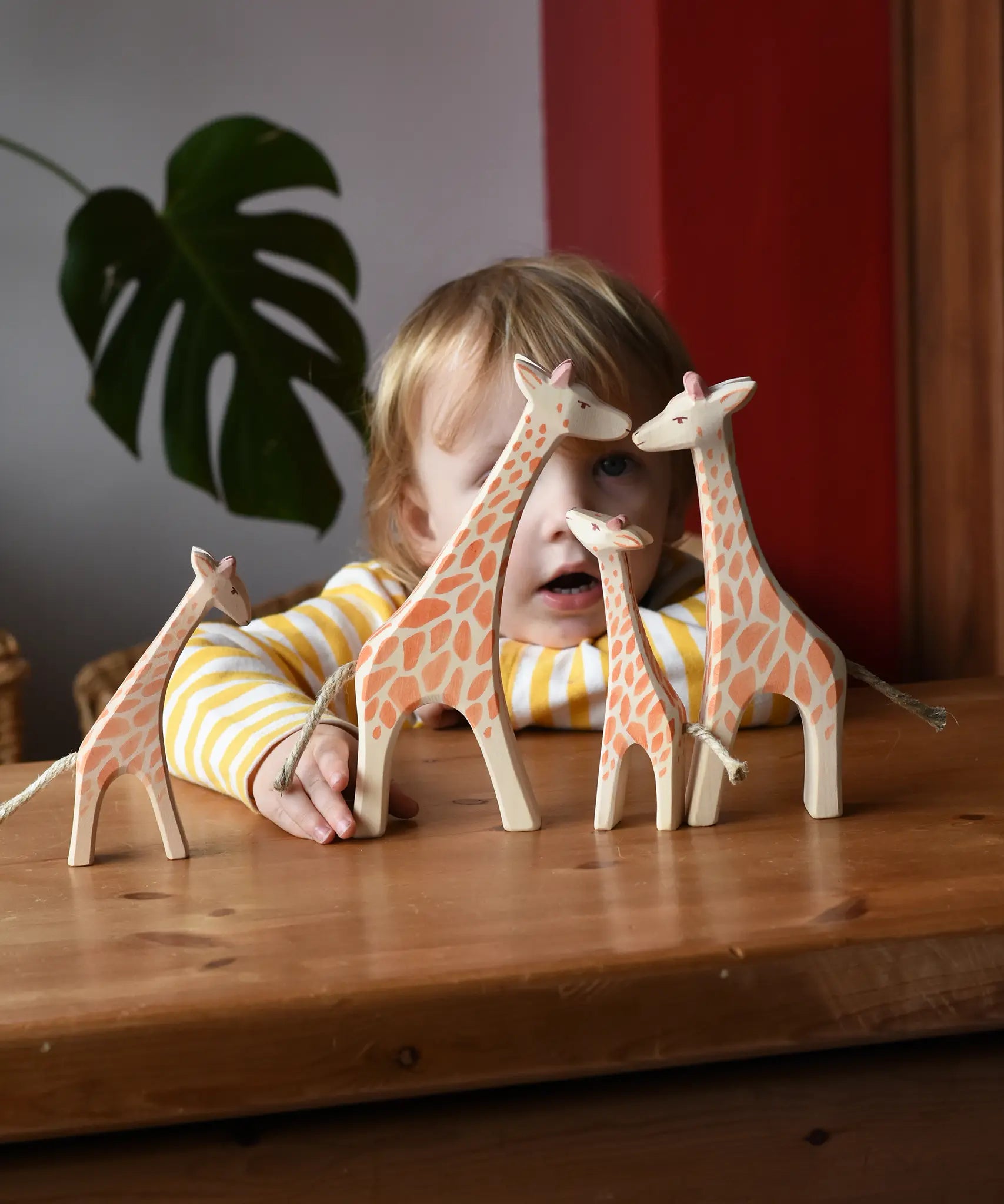 Ostheimer giraffe family placed on a wooden surface in front of a child.  Running standing, small with head low and small with head high giraffes. 